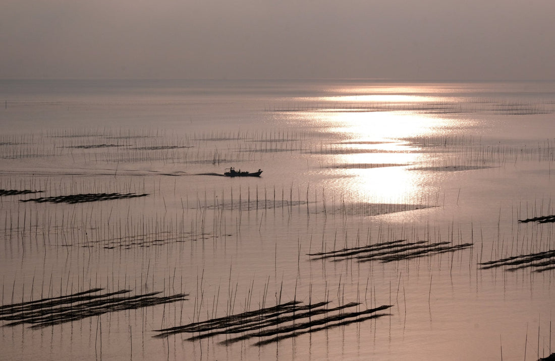 なぜ“有明海苔”は別格なのか:歴史・風土・他産地との違いと、旨さが映える簡単レシピ