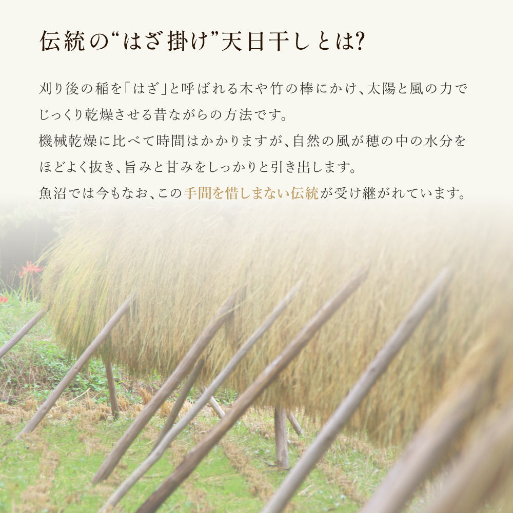 新潟県|魚沼産こしひかり【5kg】|天日干し|令和7年産