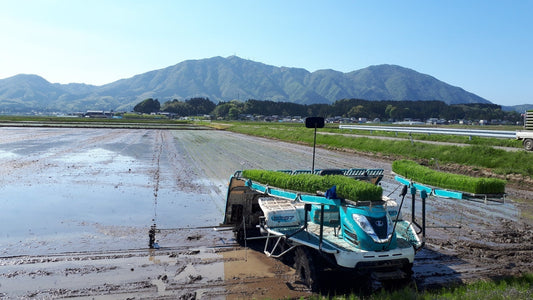 田植え,新潟,こしひかり,ゴールデンウイーク