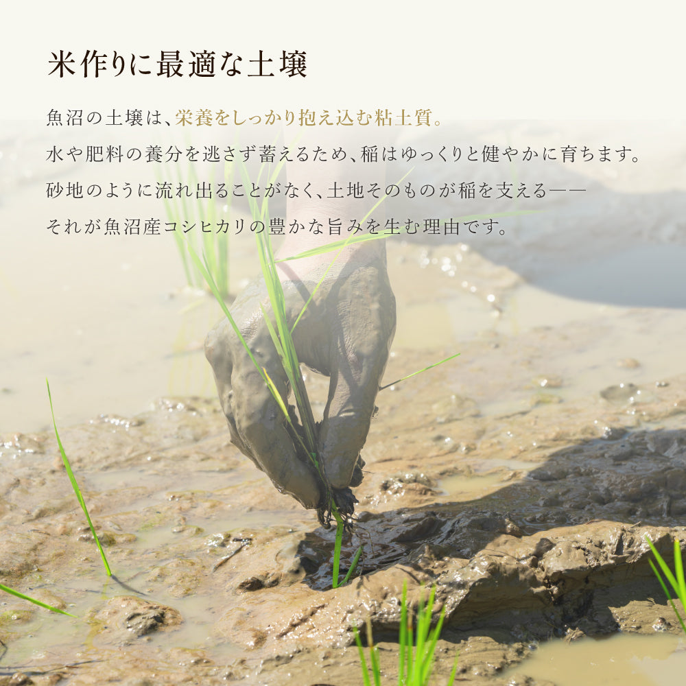 新潟県｜魚沼産こしひかり【5kg】｜天日干し｜令和７年産